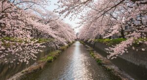 春分の日に真東から昇る太陽と桜のつぼみ