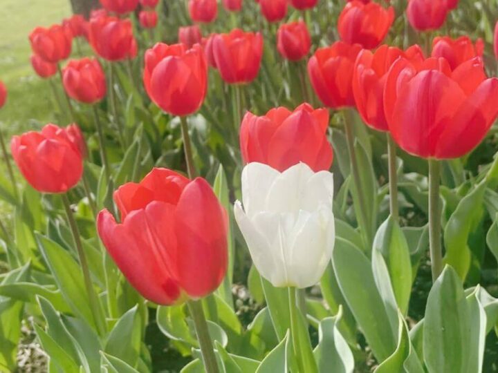 女性におすすめ♡国営昭和記念公園の「フラワーフェスティバル」をご紹介